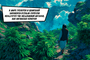 Все об афганской конопле