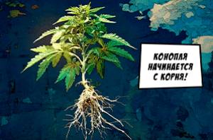 Корень конопли