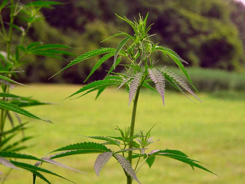 Выращивание конопли в открытом грунте Конопля в аутдоре