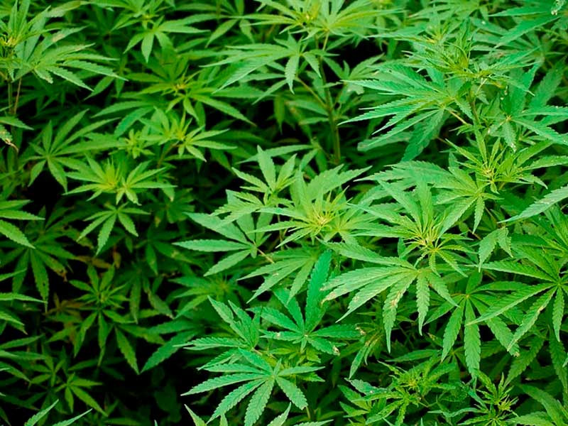 Вегетация у сативы Вегетация у сативы