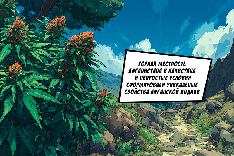 Афганская марихуана: отличительные особенности и характеристики