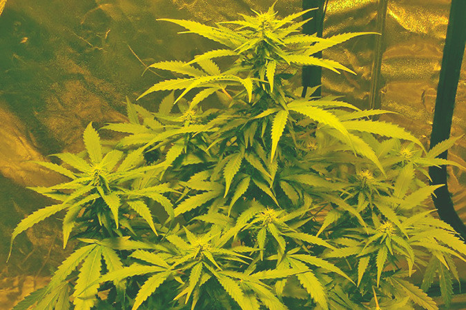 Как вырастить сорт марихуаны Devotchka auto Выращивание семян конопли Devotchka auto