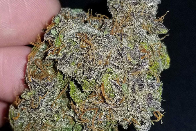 Сладкий и пряный сорт каннабиса Cream Cookies auto Сорт конопли с высоким уровнем ТГК Cream Cookies auto