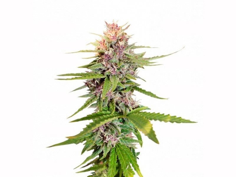 Hollands Hope от Dutch Passion Holland Hope fem - устойчивость к плесени