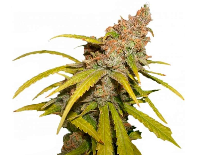 Сорт конопли Pineapple Chunk fem Сорт Pineapple Chunk fem