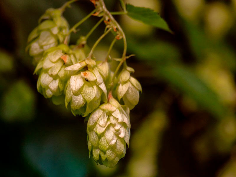 Хмель Хмель