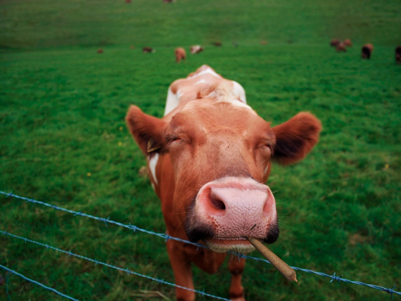 Органические удобрения для конопли - хороший выбор! Применяйте органические удобрения для получения качественной марихуаны