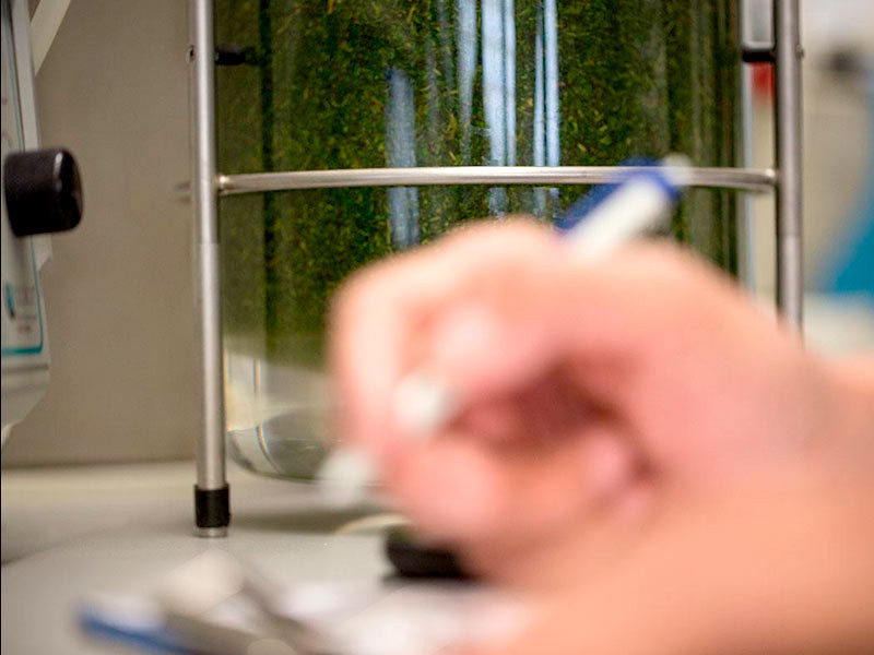 Спиртовая настойка конопли Производство настоек из конопли