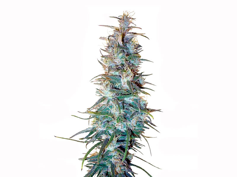 Dr. Grinspoon fem – от Barney's Farm Seeds Dr. Grinspoon fem - Сатива без индичных генов