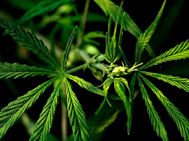 Задержка цветения у фотиков задержка цветения