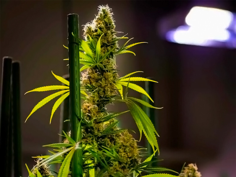 Способы поддержать ветки конопли с тяжелыми шишками Как поддержать бошки у конопли