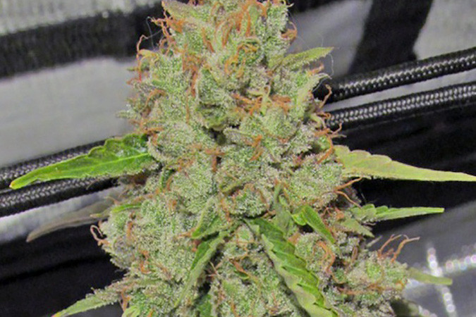 Автоцветущий сорт конопли Big Bang Auto Сорт марихуаны Big Bang Auto