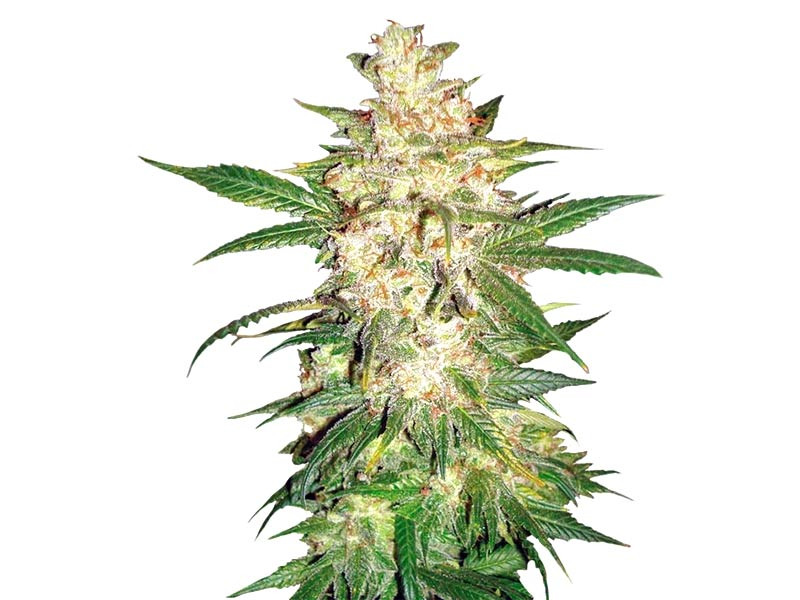Sweet Coffee Ryder auto fem от World of Seeds Sweet Coffee Ryder fem