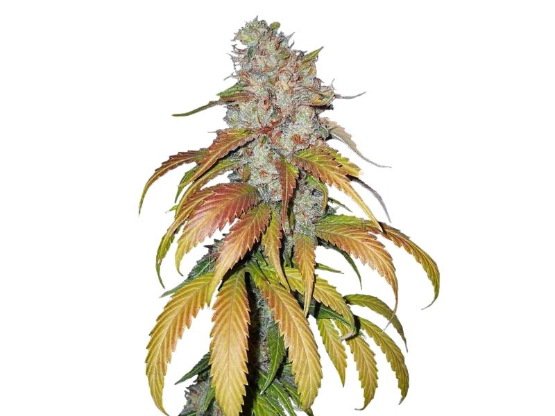 Psicodelicia fem от Sweet Seeds Psicodelicia fem