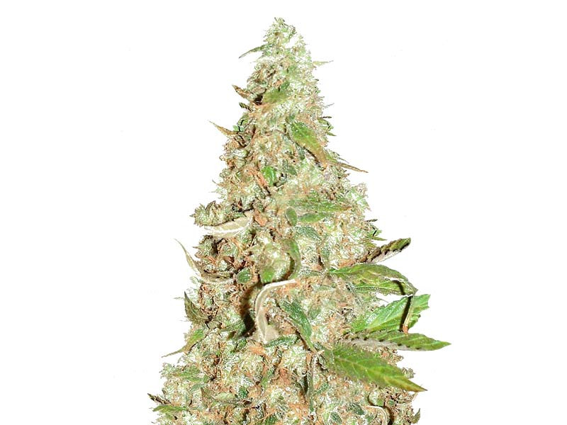 Сорт Afghan Cow fem Afghan Cow fem