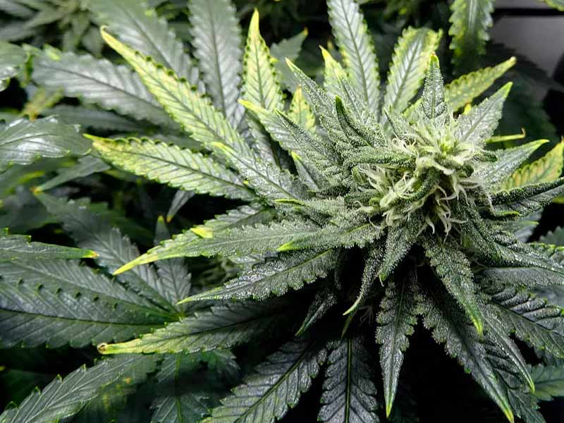 Ожоги на листьях конопли Температурный ожог