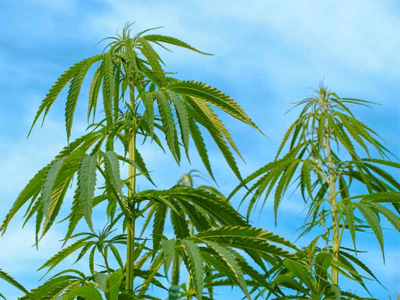 Куст конопли в аутдоре Семена конопли для аутдора