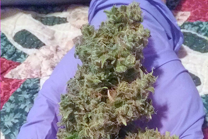 Бодрящий сорт каннабиса + Speed Auto Урожайный сорт конопли + Speed Auto
