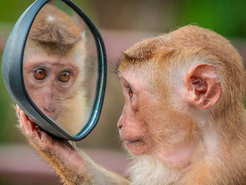 Дольний родственник Сходство