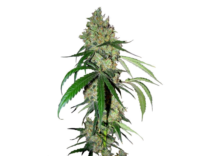 Chocolope fem от DNA Genetics Chocolope fem