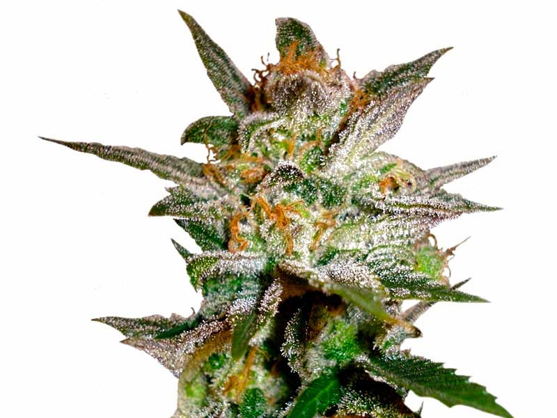 Сорт Star 47 fem Star 47 fem