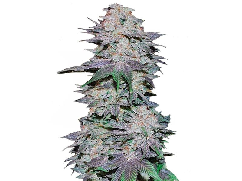 Быстрый сорт Blackberry auto fem Blackberry auto fem (FastBuds)