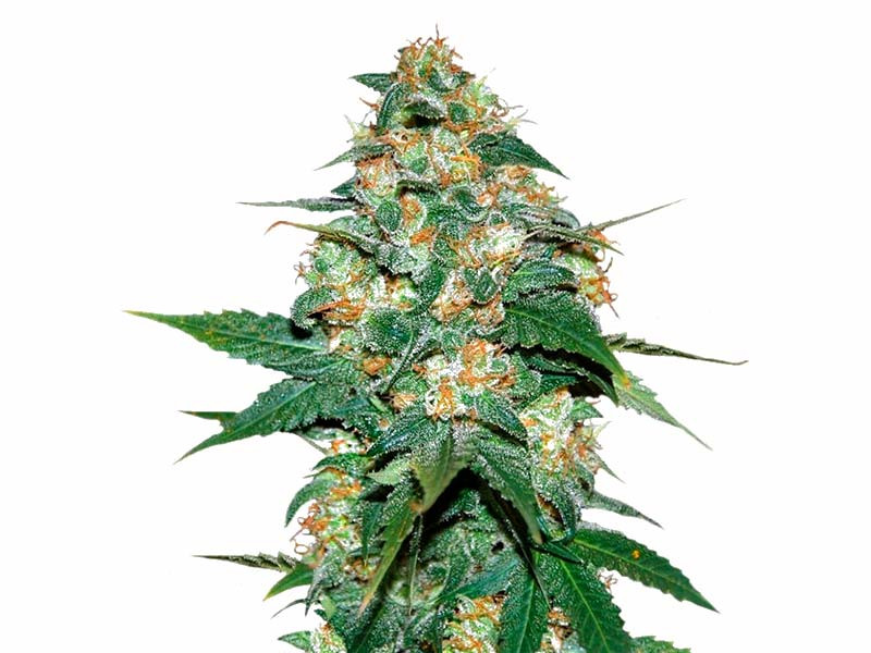Сорт Skunk 47 fem Skunk 47