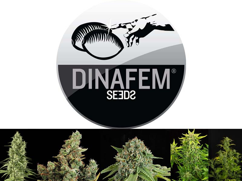 Dinafem Seeds - сидбанк семян конопли Dinafem Seeds