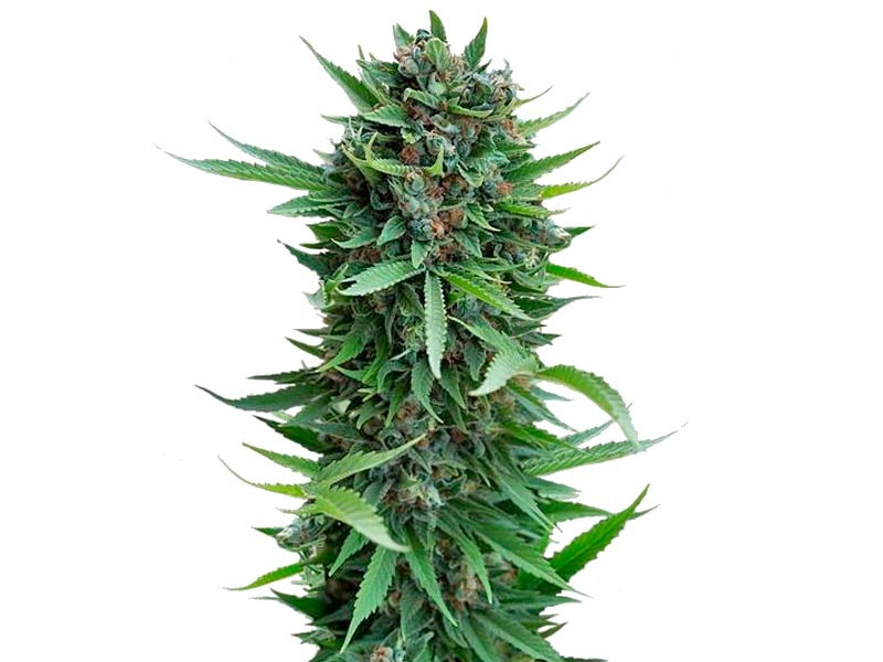 Сорт Sour Diesel Auto fem Sour Diesel Auto fem