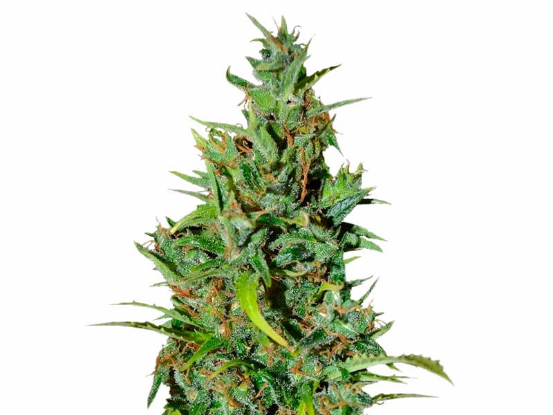 Сорт Neville Haze Auto fem Neville Haze Auto