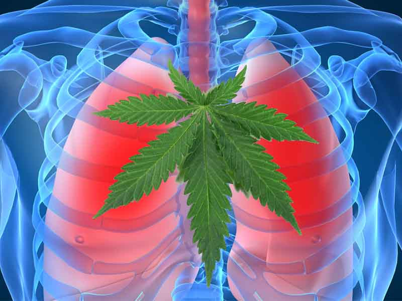 Марихуана вредна для легких легкие