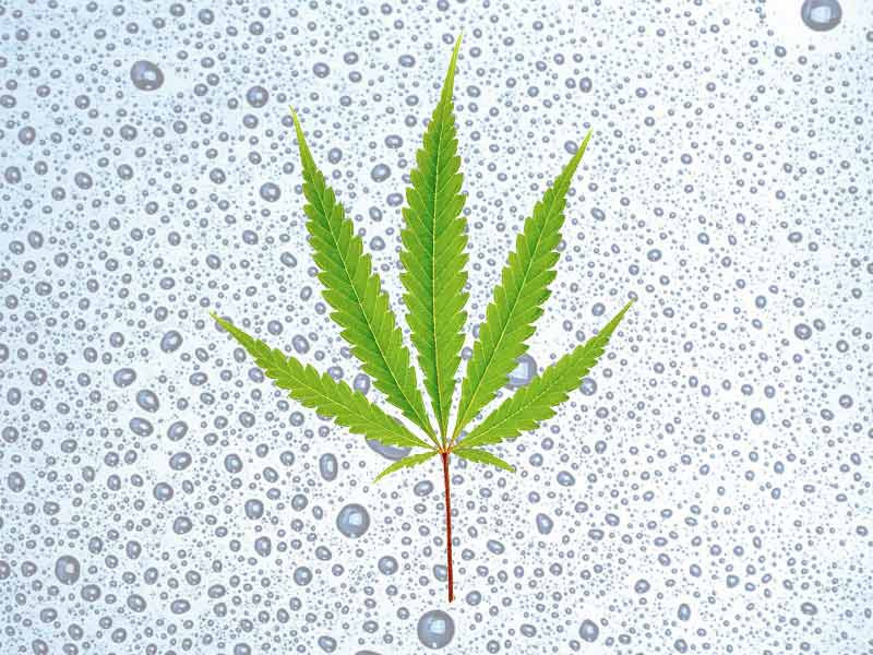 Влажность для сативы Сатива и влажность