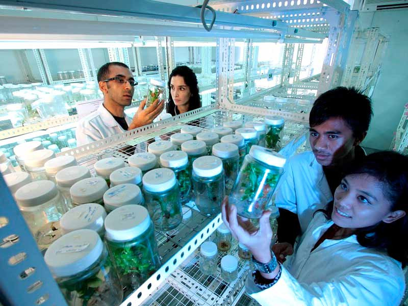 Исследования ученых Исследование ученых о паранойи и конопле