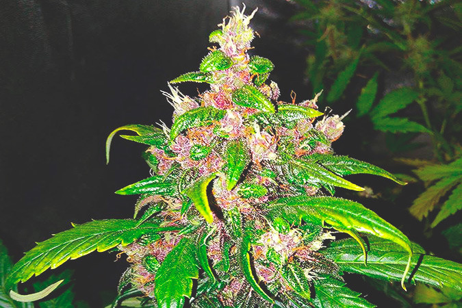 Урожайный сорт марихуаны LSD-25 auto Выращивание семян конопли LSD-25 auto