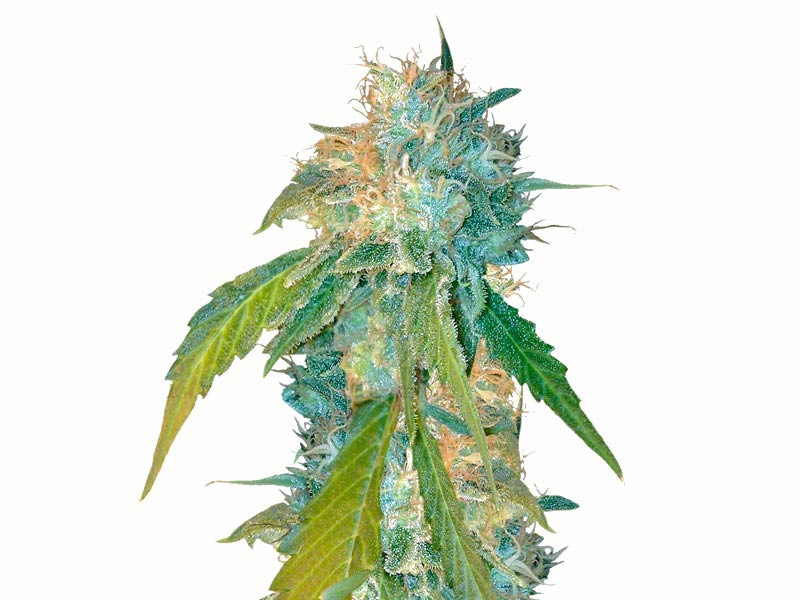 Сорт Yumbolt 47 fem Yumbolt 47