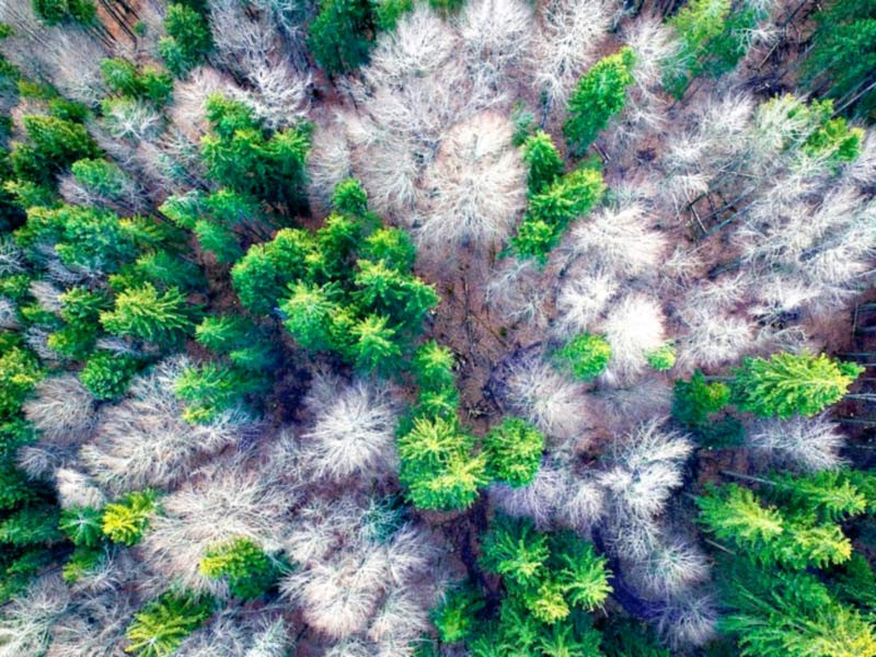 Лесной гровинг Конопля в лесу, вид на лес сверху