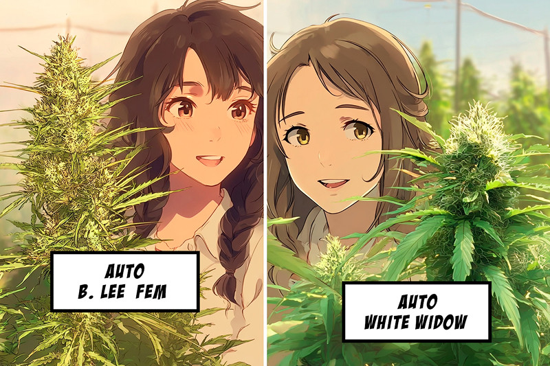 Подборка мощных автоцветущих сортов