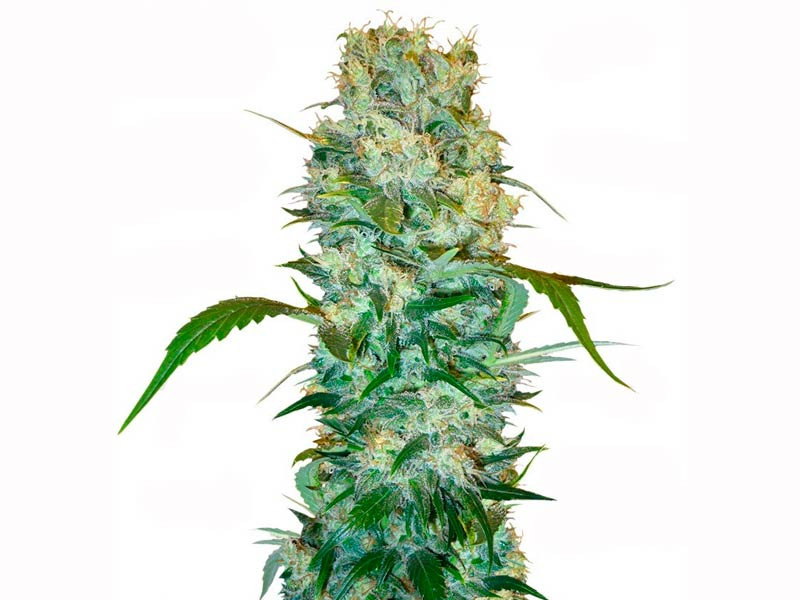 White Russian от Семяныча White Russian - идеален для Российского климата