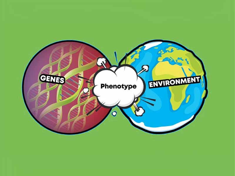 Фенотип проявляется при взаимодействии с окружающей средой Генотип и фенотип
