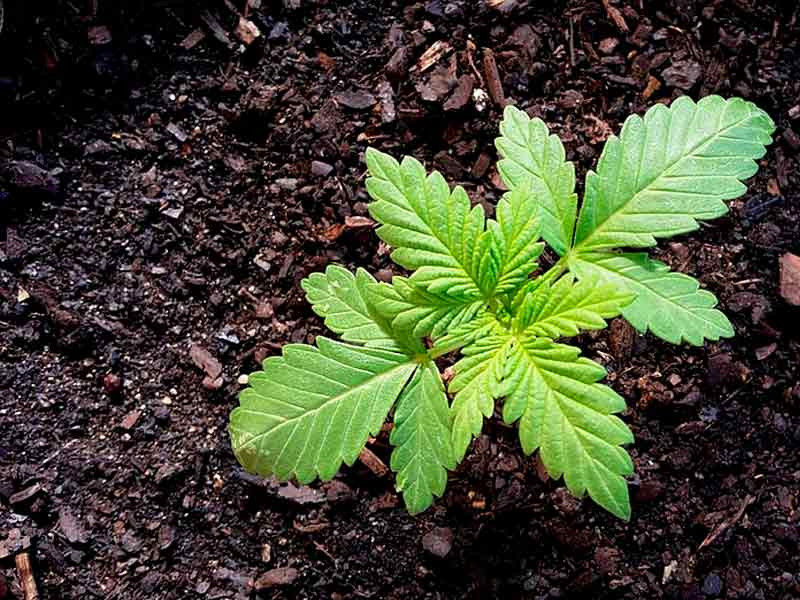 Периодически разрыхляйте грунт Поверхность грунта у конопли