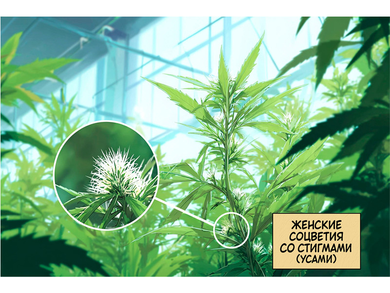 росток марихуаны