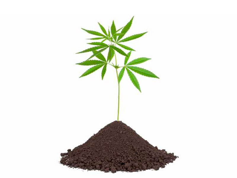Навоз как удобрение для марихуаны Навоз для марихуаны
