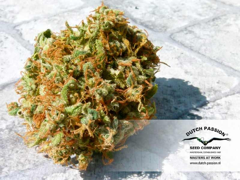 Быстрый сорт Mazar fem Mazar fem (Dutch Passion)