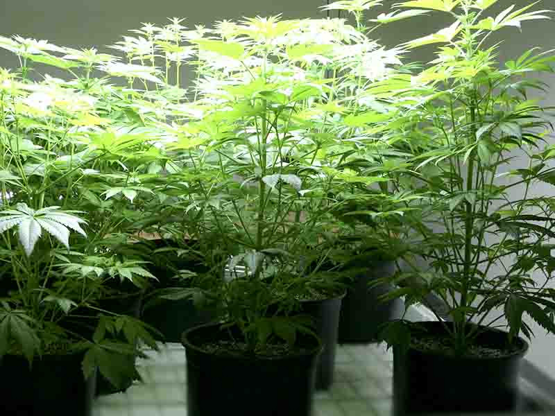 Вегетация конопли вегетация каннабиса