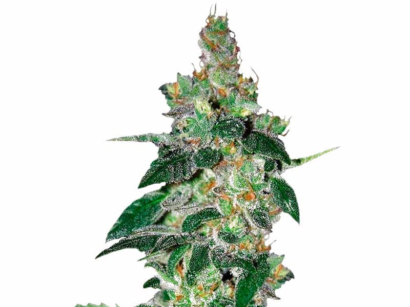 Сорт Amnesia fem Amnesia fem