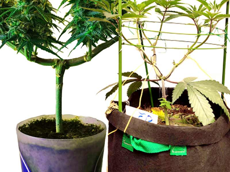 Ошибки при формировании кроны у марихуаны Ошибки гроверов, формирование кроны, LST, ScrOG, топпинг, фиминг