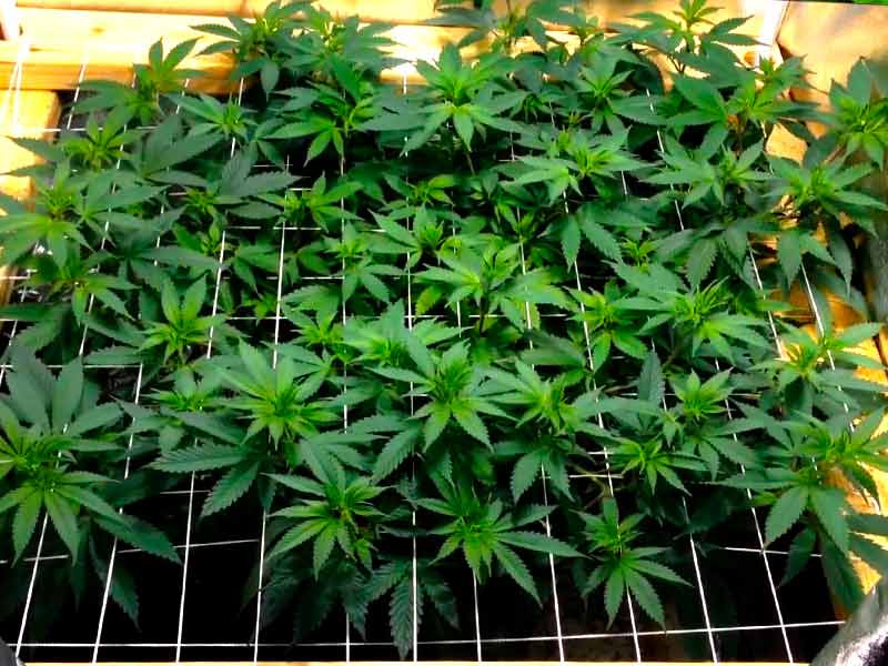 Техника SCROG SCROG