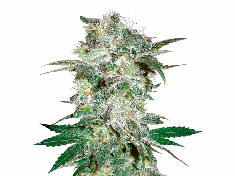 Сорт Mazar Kush fem Mazar Kush fem
