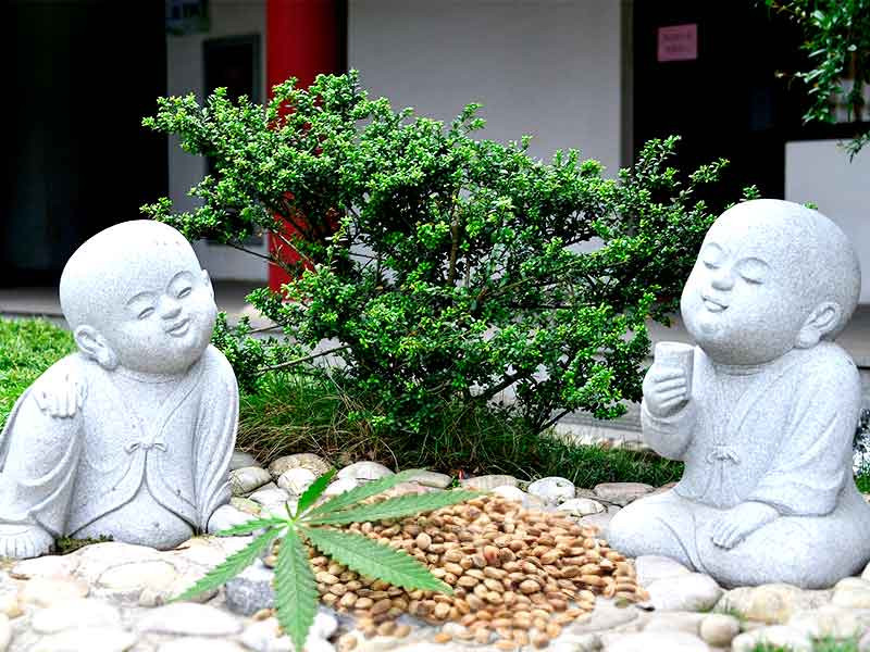 Семена марихуаны для новичков в гровинге Семена марихуаны для новичка