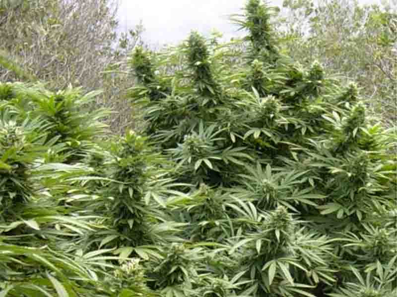 Сорт Black Dream в аутдоре Сорт Black Dream - открытый грунт